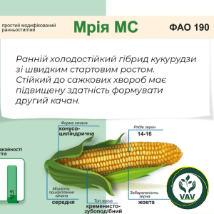 Мрія МС (ФАО 190) насіння кукурудзи